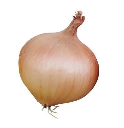 Onion Sturon Seed - Spring Planting