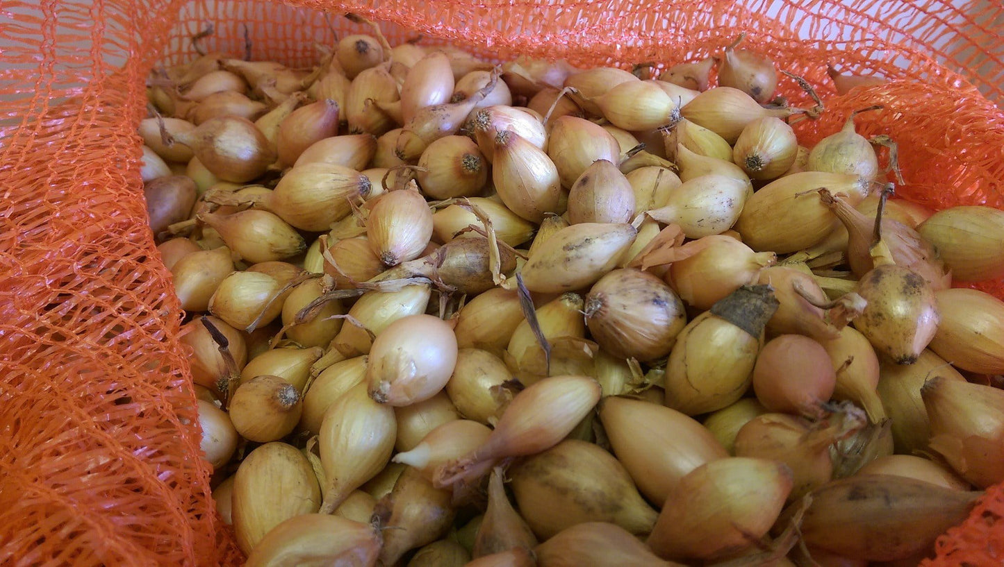 Onion Sets - Sturon