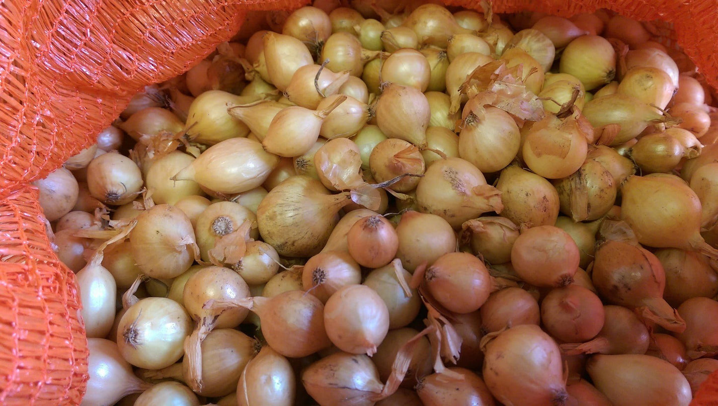 Onion Sets Stuttgarter Giant