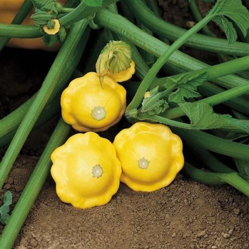 Marrow Sunburst F1 Hybrid Patty Pan Seeds