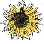 Sunflower Titan Seeds