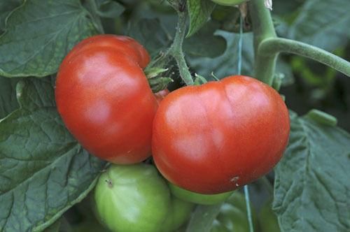 Tomato Super Marmande Seeds