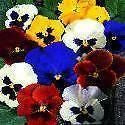 Pansy Swiss Giants Mixed Seeds