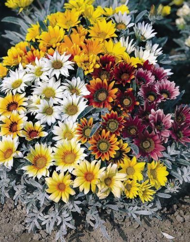 Gazania Talent Mixed Seeds