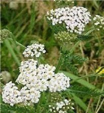 Wild Flower Meadow Mixture Tall Herbs Seeds