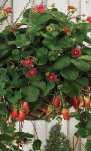 tarpan strawberry seeds Strawberry Tarpan Seeds – JustSeed