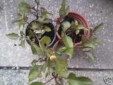 Toothache Plant Spilanthes Oleracea / Acmella Seeds