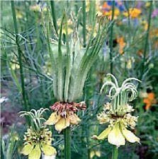 Nigella orientalis Transformer Seeds