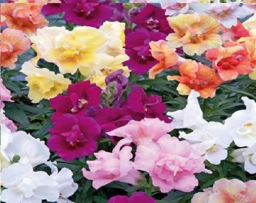Antirrhinum Twinny Mixed Seeds