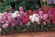 Stock Vintage Mix Seeds