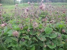 Wild Flower Water Avens Geum Seeds