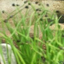 Salad Welsh Onion Red Seeds