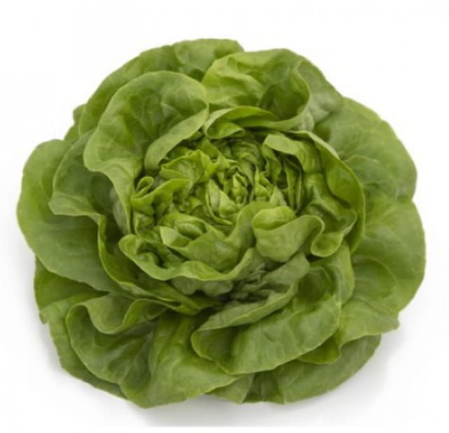 Lettuce Winter Butterhead Wengen RZ (42-173) Untreated Seeds