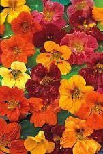 Nasturtium Whirlybird Series Mix Seeds