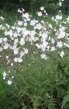 Wild Flower White Campion Silene Alba Seeds
