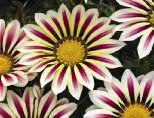 Gazania F1 Hybrid Big Kiss White Flame Seeds