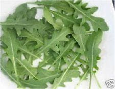 Salad Wild Rocket Diplotaxis Tenuifolia Seeds