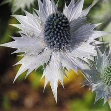 Eryngium giganteum Miss Wilmott's Ghost Seeds
