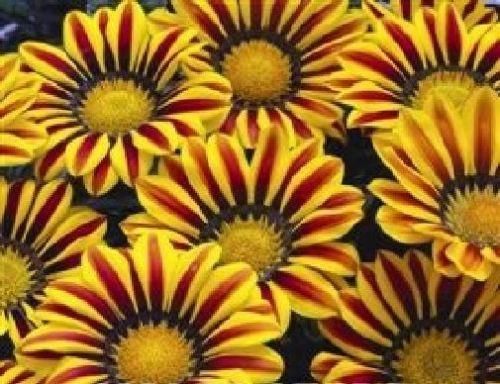 Gazania F1 Hybrid Big Kiss Yellow Flame Seeds