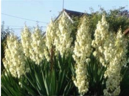 Yucca filamentosa Seeds