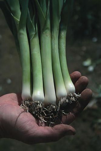Leek Zermatt Seeds