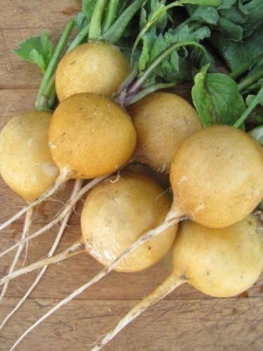 Radish Zlata Yellow Seeds