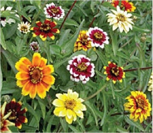 Zinnia Persian Carpet Seeds