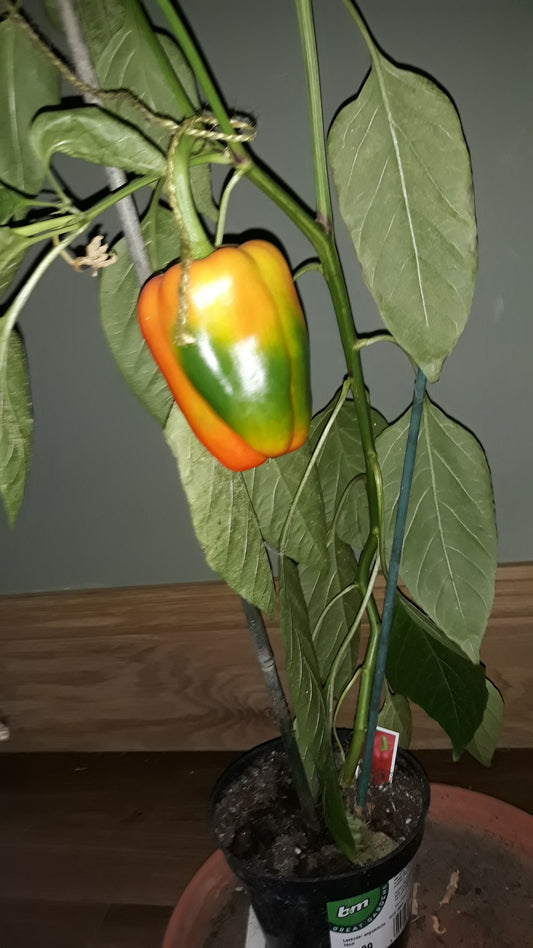 ripening sweet block pepper, tints of green yellow and orange
