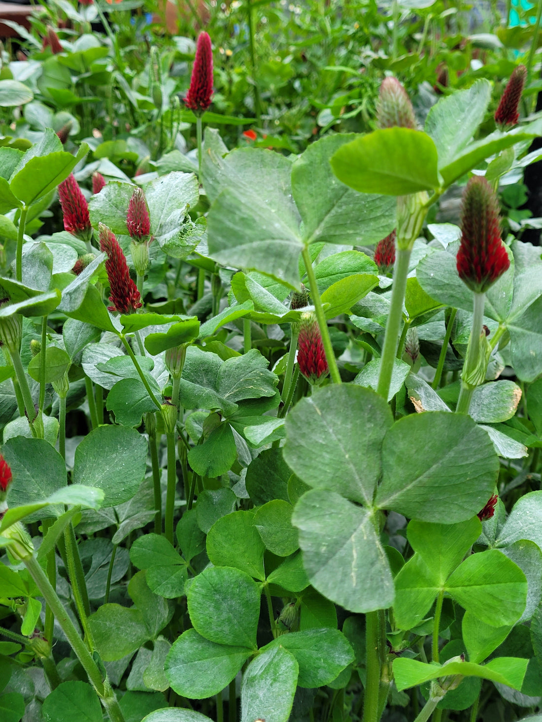 crimson clover in flower
