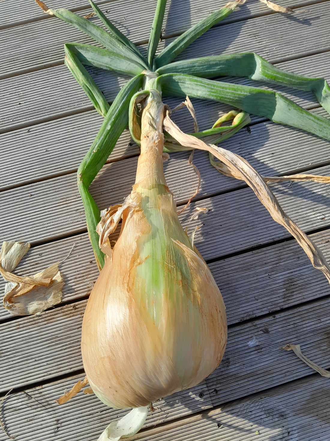 Giant Vegetables - It all starts early with Onions