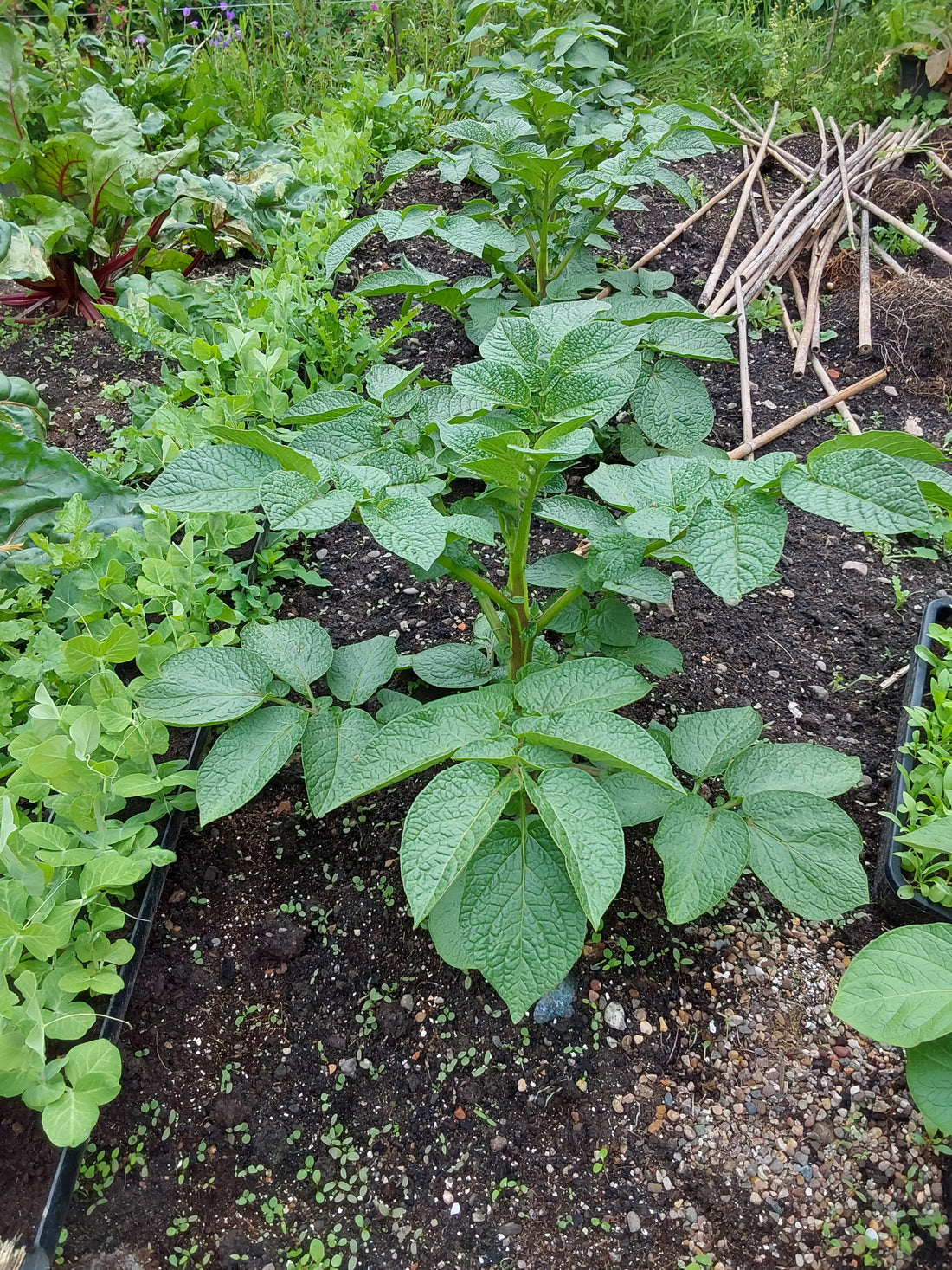 Great Vegetable Growing at Full Throttle