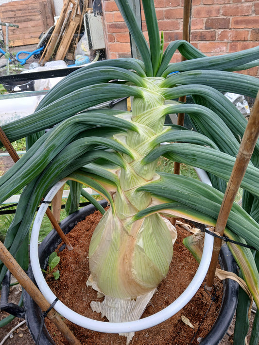 July Update from the Giant Vegetable Patch