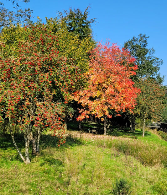 'October in scarlet and russet and grey'