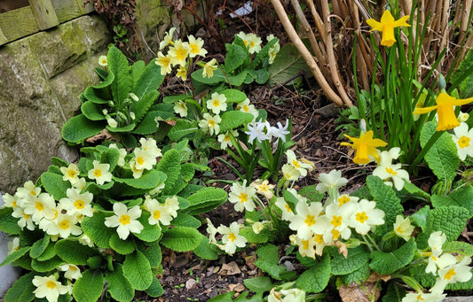 primroses in suburban garden