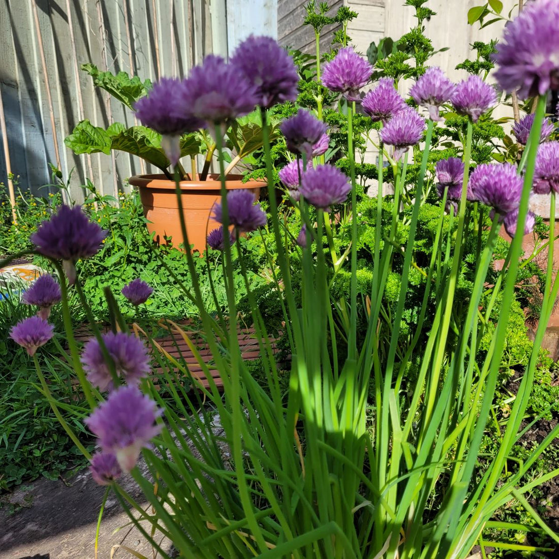chives in flower 
