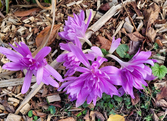 colchicum autumn crocus