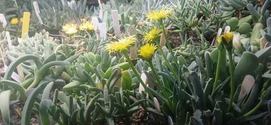 Collecting Never Stops - A National Collection of Succulents and  more