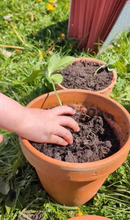Young child steadying a sunflower seedling in a pot