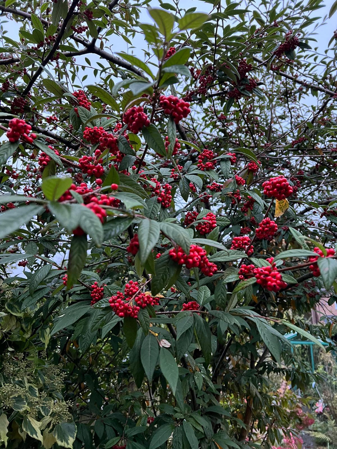 cotoneaster red berries