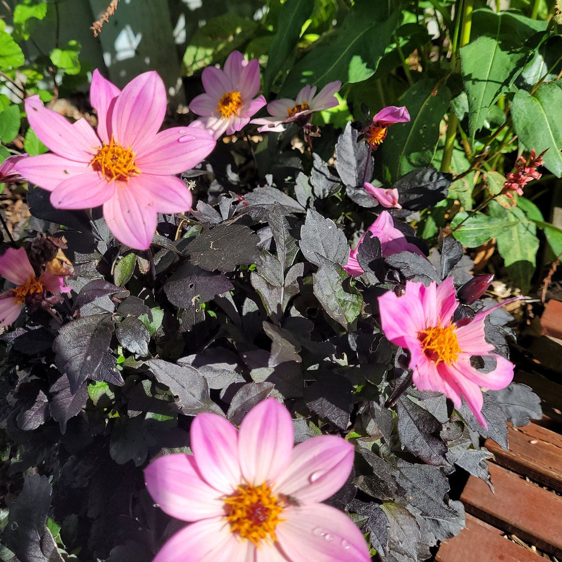 What I’m Doing in My Garden This Autumn - and Why