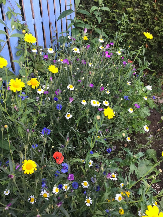 Cornfield Annual flower mix grown by Diane. Photo used with permission.