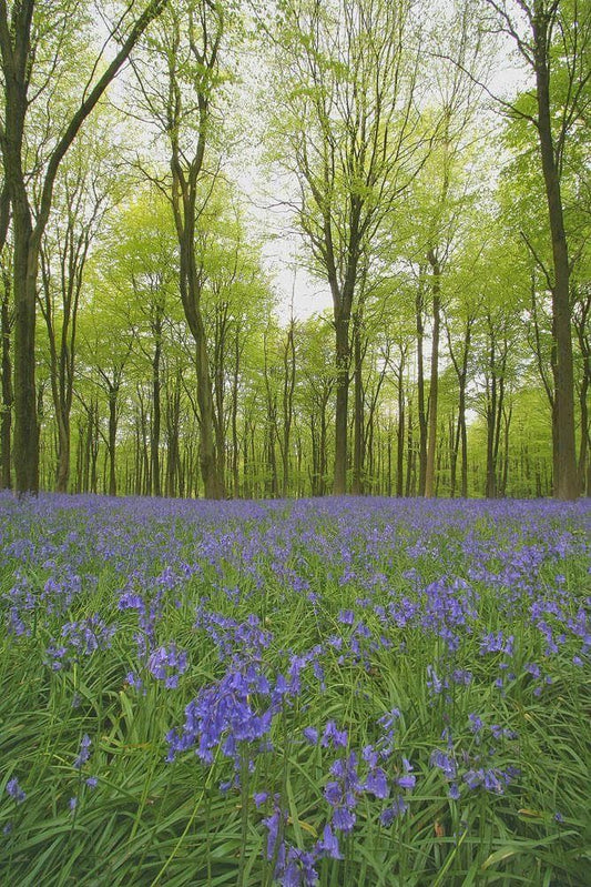 English Bluebells in a wood