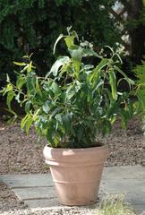 This Eucalytus has a strong citronella fragrance which makes it idea as a patio plant, helping keep insects away.