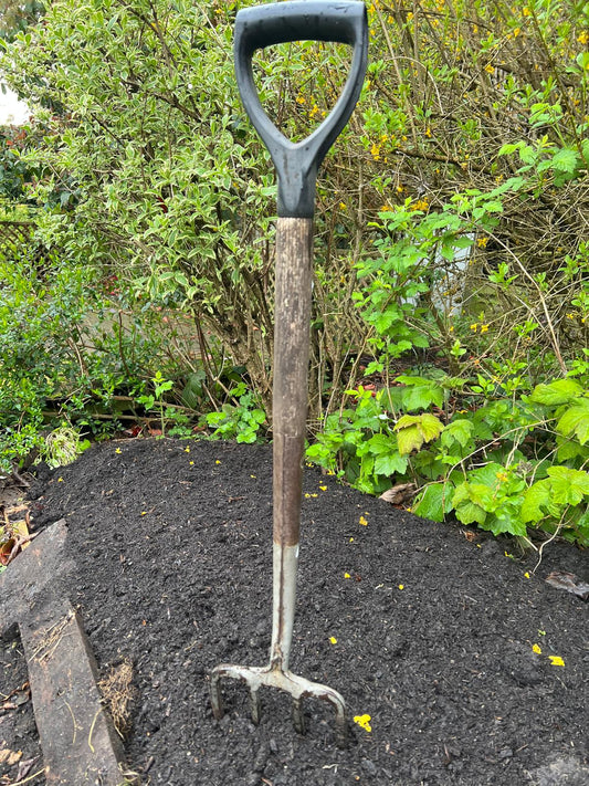 Garden fork in a recently cleared patch of ground surrounded by a shrubby border
