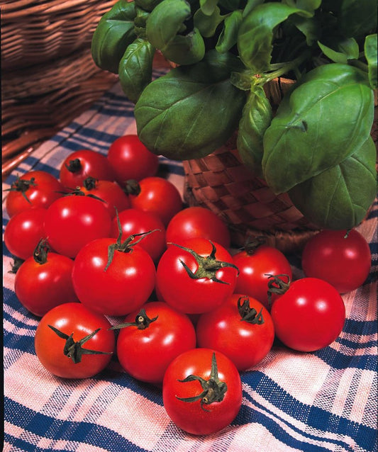 trusted variety, favourite with children in lunch boxes, reliable for amateur growers in back gardens, mid sized cherry tomato Gardener's Delight 