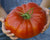 Tomato Gigantomo red beefsteak variety