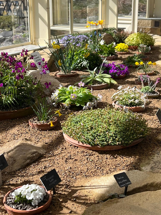 View of RHS Harlow Carr Alpine house border April 2026. Showing a variety of spring alpines in flower