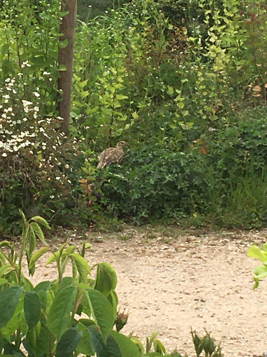 Pheasant in a tree in garden