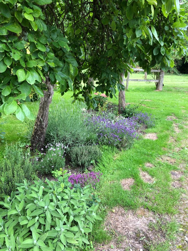 trees with lavender bushes underplanted
