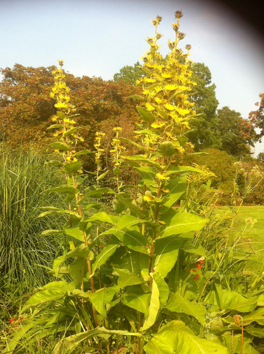 Glorious October (I) think of it as the golden month.